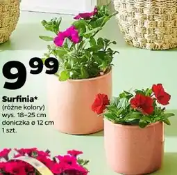 Netto Surfinia* (różne kolory) wys. 18-25 cm, doniczka ø 12 cm, 1 szt oferta