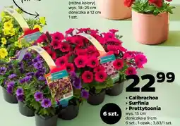 Netto Calibrachoa Surfinia Prettytoonia wys. 15 cm, doniczka ø 9 cm, 6 szt., 1 opak oferta