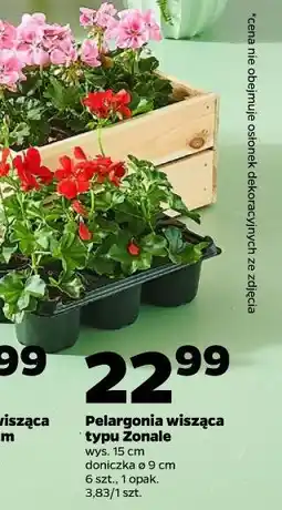 Netto Pelargonia wisząca typu Zonale wys. 15 cm, doniczka ø 9 cm, 6 szt., 1 opak oferta