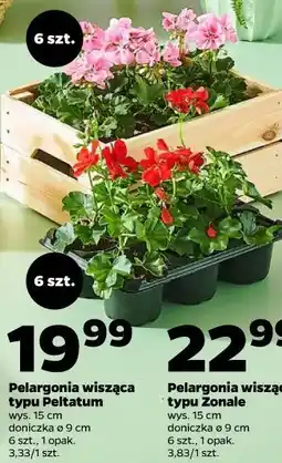 Netto Pelargonia wisząca typu Peltatum wys. 15 cm, doniczka ø 9 cm, 6 szt., 1 opak oferta