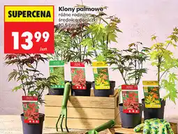 Biedronka Klony palmowe różne rodzaje średnica doniczki 10,5 cm oferta