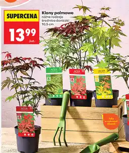 Biedronka Klony palmowe oferta