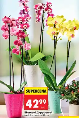 Biedronka Storczyk 2-pędowy oferta