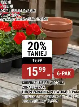 bi1 Surfinia lub pelargonia oferta