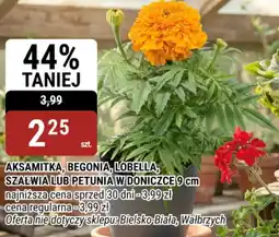 bi1 Aksamitka, begonia, lobelia oferta