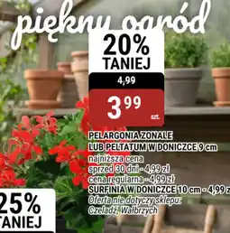 bi1 Pelargonia zonale lub peltatum oferta