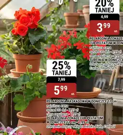 bi1 Pelargonia kaskadowa oferta