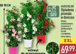 ALDI Dipladenia piramida w doniczce oferta