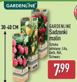 ALDI Sadzonki malin oferta