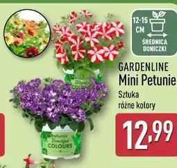 ALDI Mini Petunie oferta