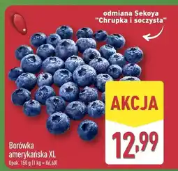 ALDI Borówka amerykańska XL odmiana Sekoya oferta