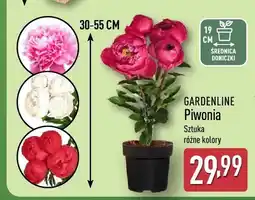 ALDI Piwonia Gardenline różne kolory oferta