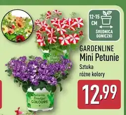 ALDI Mini Petunie Gardenline różne kolory oferta