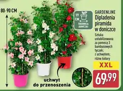 ALDI Dipladenia piramida w doniczce Gardenline różne kolory oferta