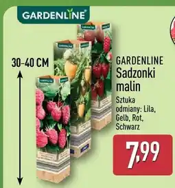 ALDI Sadzonki malin Gardenline odmiany Schwarz oferta