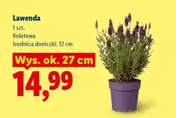 Lidl Lawenda oferta