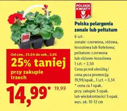 Lidl Polska pelargonia zonale lub peltatum oferta
