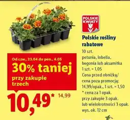 Lidl Polskie rośliny rabatowe oferta