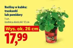 Lidl Rośliny w kubku: truskawki lub pomidory oferta