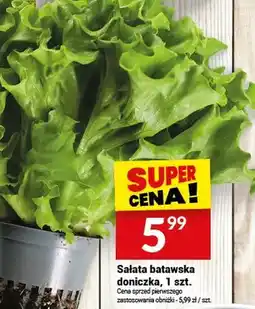 Twój Market Sałata batawska doniczka oferta
