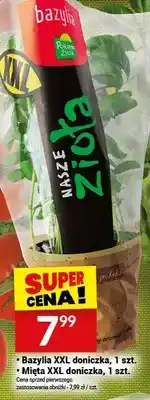 Twój Market Bazylia XXL doniczka Nasze Zioła oferta