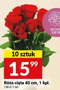 Twój Market Róża cięta 40cm oferta
