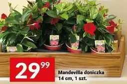 Twój Market Mandevilla doniczka 14cm oferta