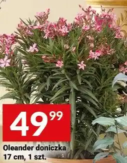 Twój Market Oleander doniczka 17cm oferta