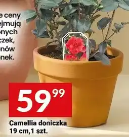 Twój Market Camellia doniczka 19cm oferta