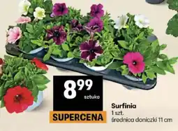 Delikatesy Centrum Surfinia oferta