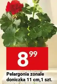 Twój Market Pelargonia zonale doniczka 11cm oferta