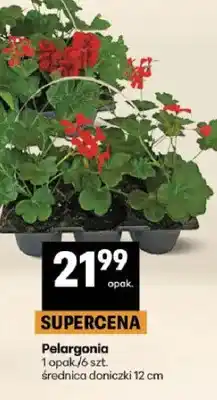 Delikatesy Centrum Pelargonia oferta