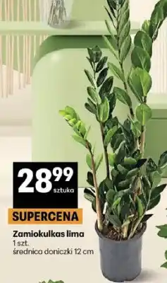 Delikatesy Centrum Zamiokulkas lima oferta