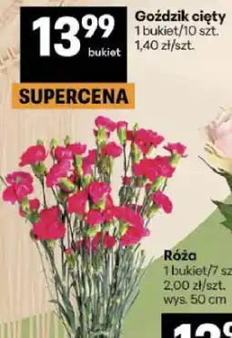 Delikatesy Centrum Goździk cięty oferta