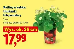 Lidl Roślina w kubku truskawki oferta