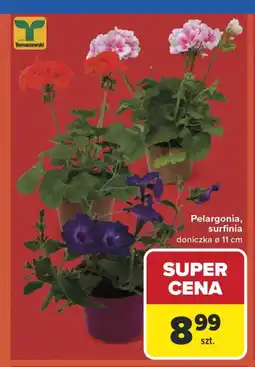 Carrefour Doniczka Tomaszewski oferta