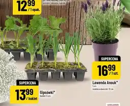 Polomarket Lawenda Anouk średnica doniczki 12cm oferta