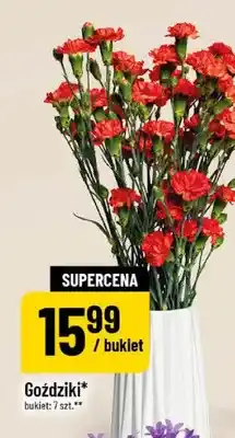 Polomarket Goździki bukiet 7szt oferta