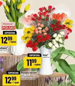 Polomarket Rozsady warzyw por seler naciowy seler korzeń pomidor kalarepa ogórek 10szt oferta