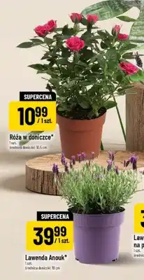 Polomarket Lawenda Anouk średnica doniczki 19cm oferta