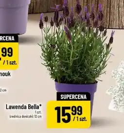 Polomarket Lawenda Bella średnica doniczki 12cm oferta