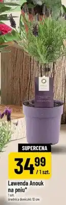 Polomarket Lawenda Anouk na pniu średnica doniczki 12cm oferta
