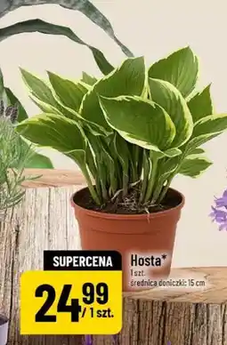 Polomarket Hosta średnica doniczki 15cm oferta