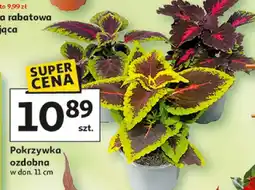 Auchan Pokrzywka ozdobna w donicy oferta
