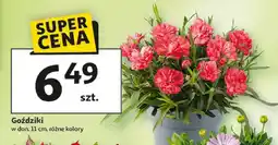 Auchan Goździki w donicy oferta