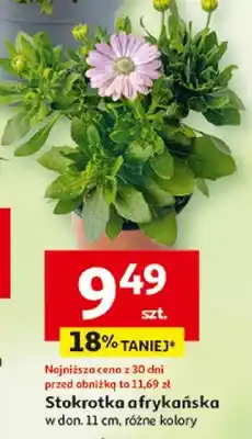 Auchan Stokrotka afrykańska w donicy oferta