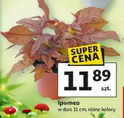 Auchan Ipomea w donicy oferta