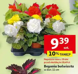 Auchan Begonia bulwiasta w donicy oferta