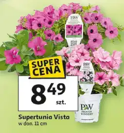 Auchan Supertunia Vista w donicy Proven Winners oferta
