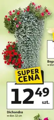 Auchan Dichondra w donicy oferta